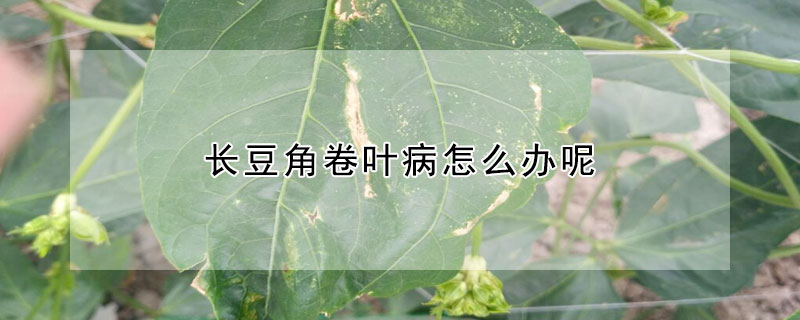 長豆角卷葉病怎么辦呢