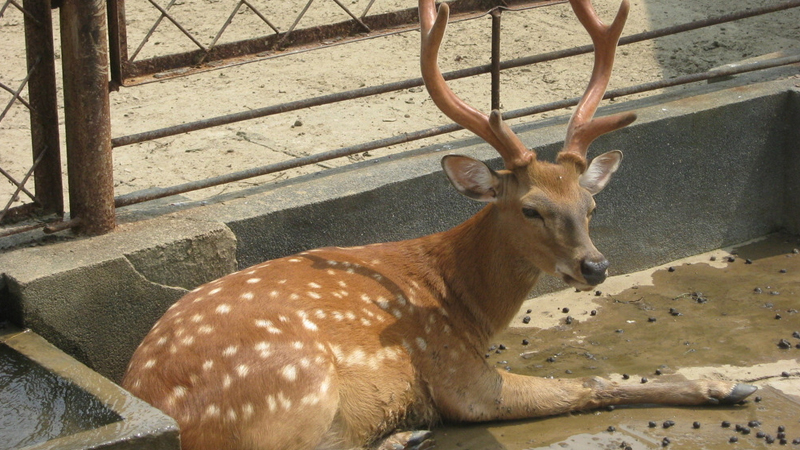 梅花鹿是什么動物