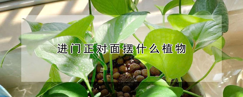 進門正對面擺什么植物