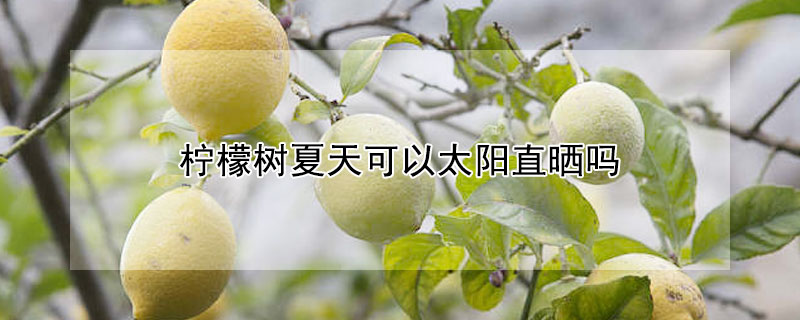 檸檬樹夏天可以太陽直曬嗎