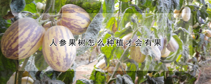 人參果樹(shù)怎么種植才會(huì)有果