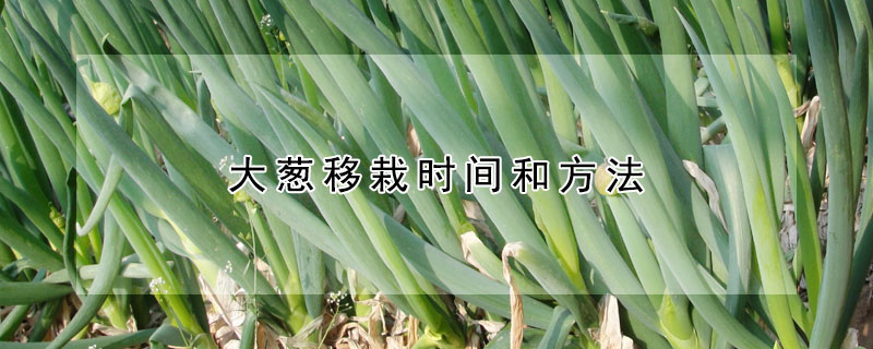 大蔥移栽時(shí)間和方法