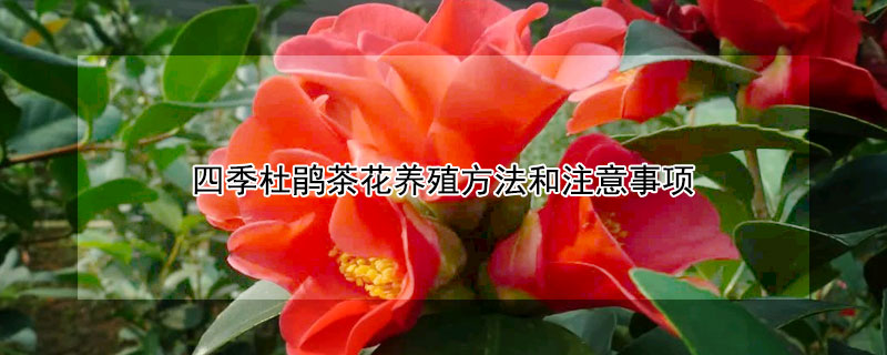 四季杜鵑茶花養(yǎng)殖方法和注意事項(xiàng)