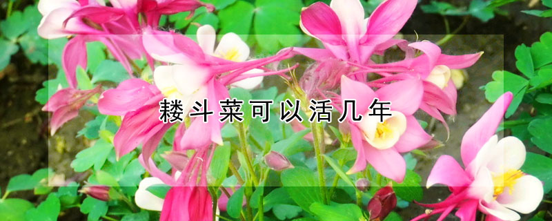 耬斗菜可以活幾年