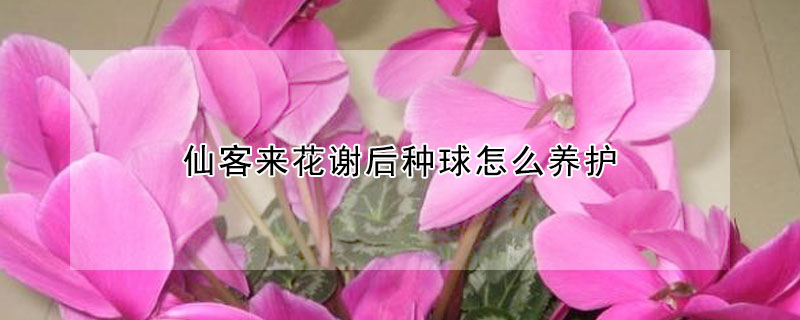 仙客來花謝后種球怎么養(yǎng)護