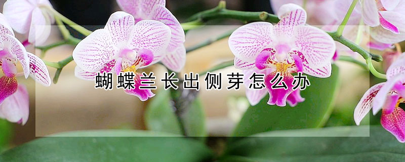 蝴蝶蘭長出側(cè)芽怎么辦