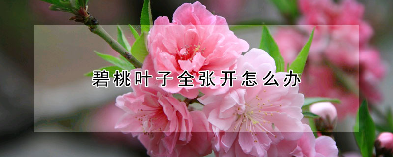 碧桃葉子全張開(kāi)怎么辦