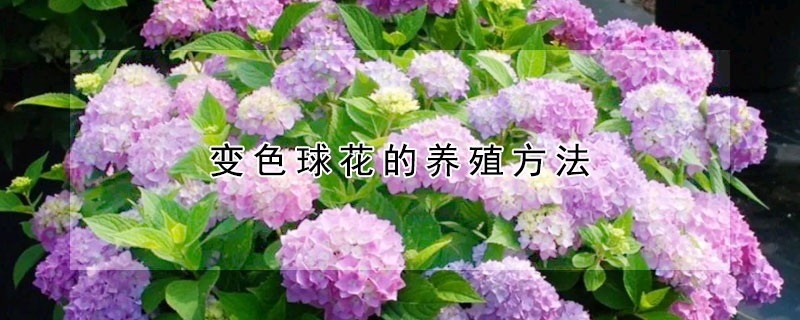 變色球花的養殖方法