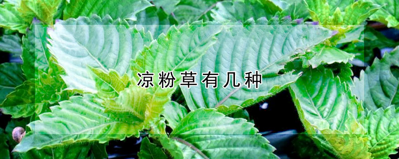 涼粉草有幾種