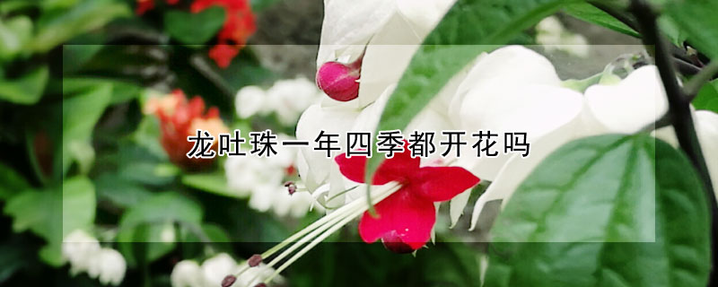 龍吐珠一年四季都開花嗎