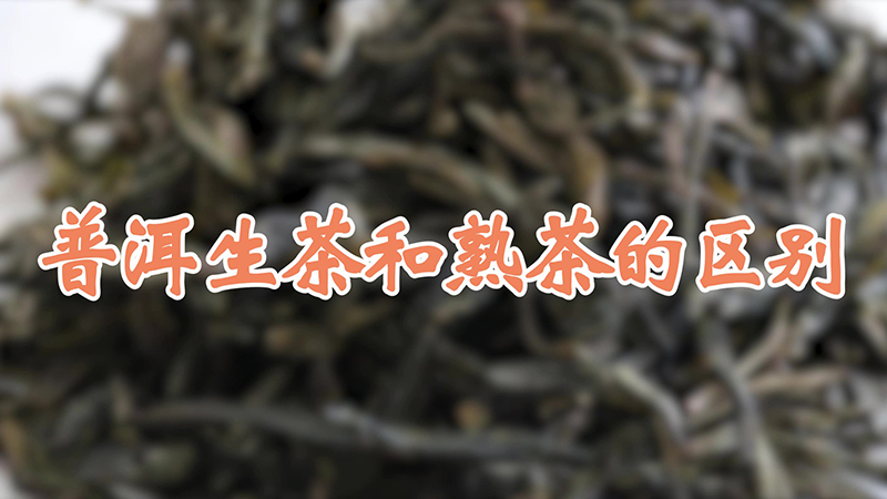 普洱生茶和熟茶的區(qū)別