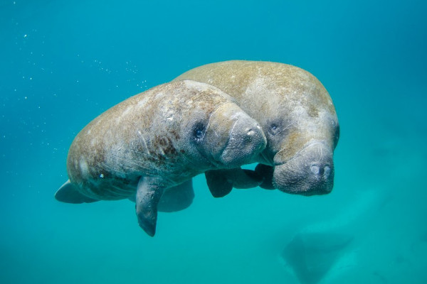 海牛是什么動物