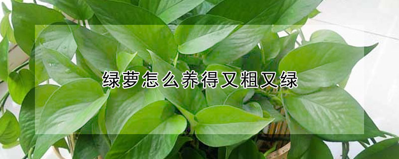 綠蘿怎么養(yǎng)得又粗又綠