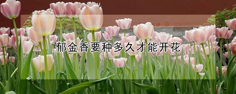 郁金香要種多久才能開花