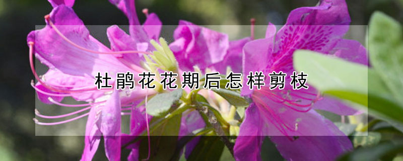 杜鵑花花期后怎樣剪枝