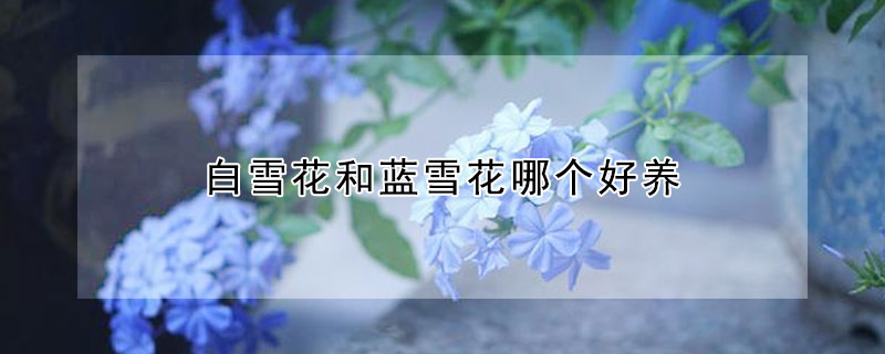 白雪花和藍(lán)雪花哪個(gè)好養(yǎng)