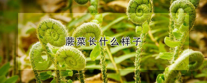 蕨菜長什么樣子