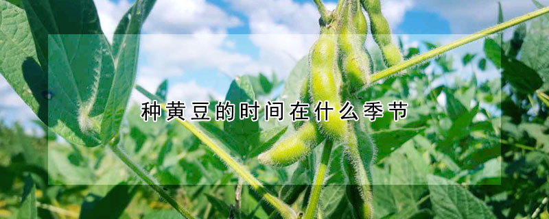 種黃豆的時(shí)間在什么季節(jié)