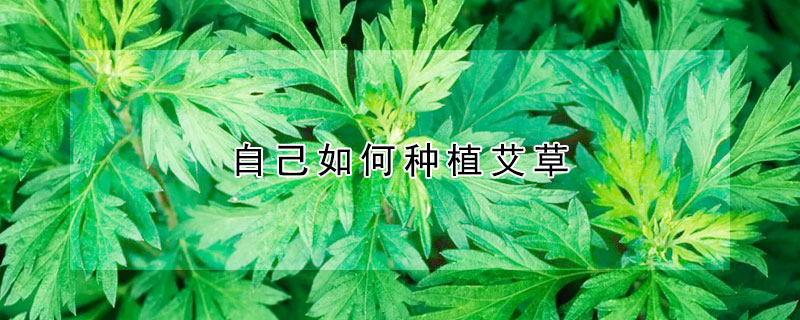 自己如何種植艾草