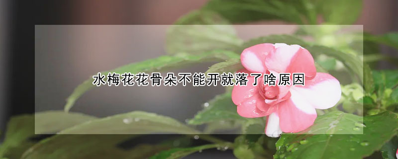 水梅花花骨朵不能開就落了啥原因