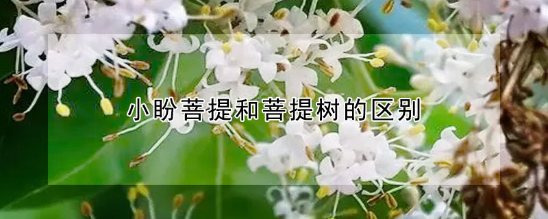 小盼菩提和菩提樹的區別