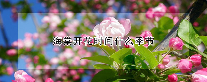 海棠開(kāi)花時(shí)間什么季節(jié)