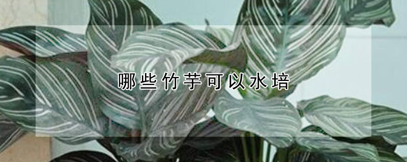 哪些竹芋可以水培