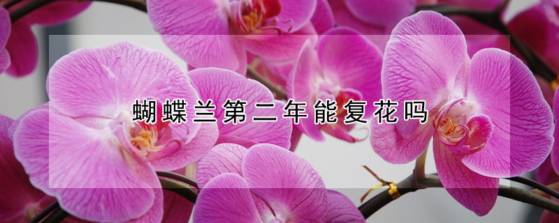 蝴蝶蘭第二年能復(fù)花嗎