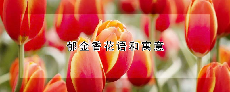 郁金香花語和寓意