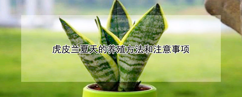 虎皮蘭夏天的養殖方法和注意事項