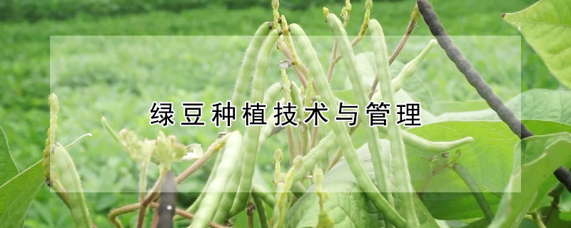 綠豆種植技術(shù)與管理