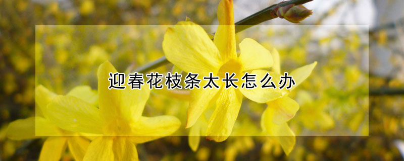 迎春花枝條太長(zhǎng)怎么辦