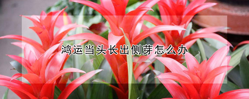 鴻運(yùn)當(dāng)頭長出側(cè)芽怎么辦