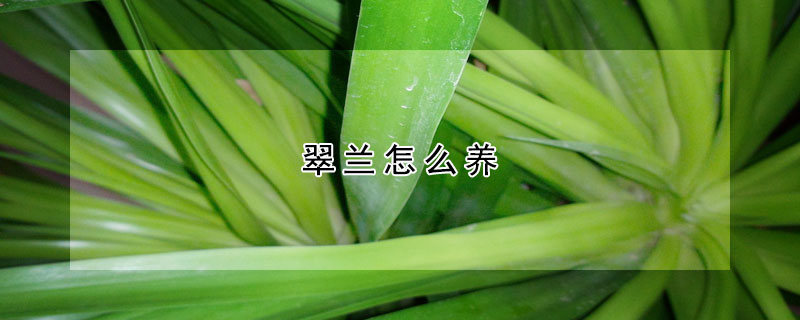 翠蘭怎么養(yǎng)