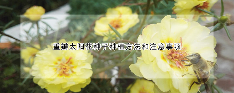 重瓣太陽(yáng)花種子種植方法和注意事項(xiàng)