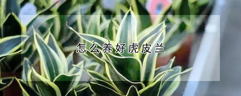 怎么養(yǎng)好虎皮蘭