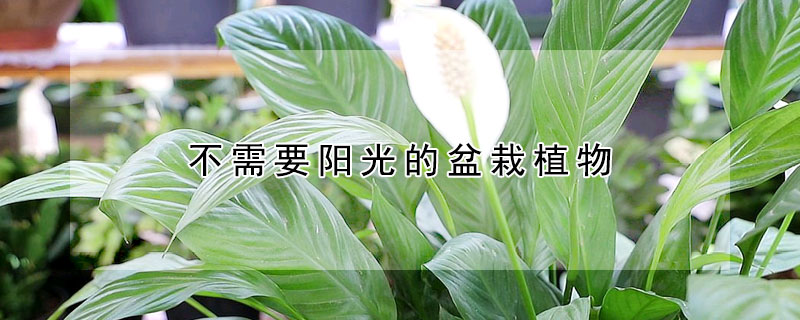 不需要陽(yáng)光的盆栽植物