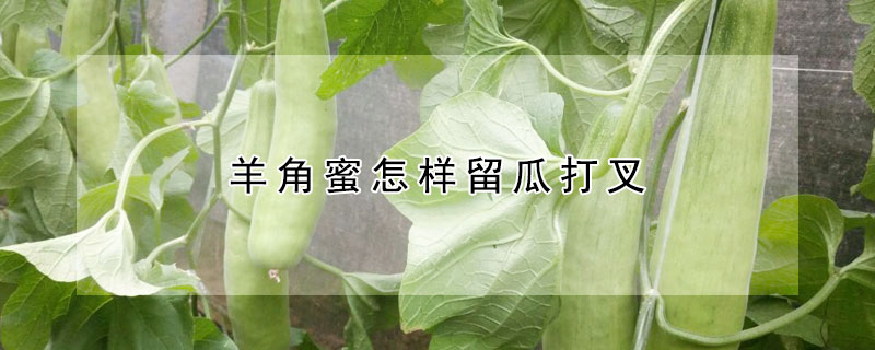 羊角蜜怎樣留瓜打叉