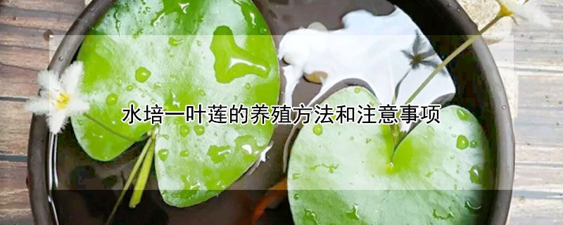 水培一葉蓮的養(yǎng)殖方法和注意事項(xiàng)