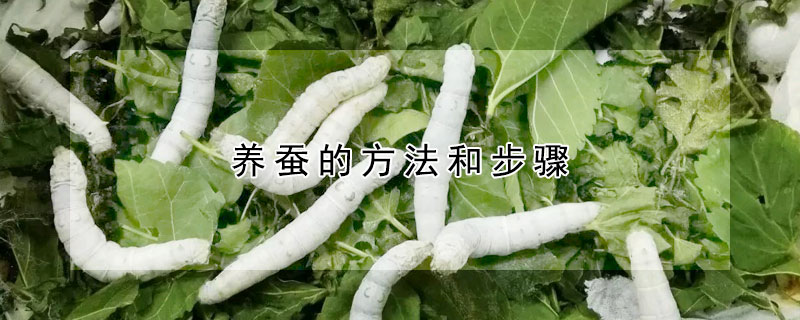 養(yǎng)蠶的方法和步驟