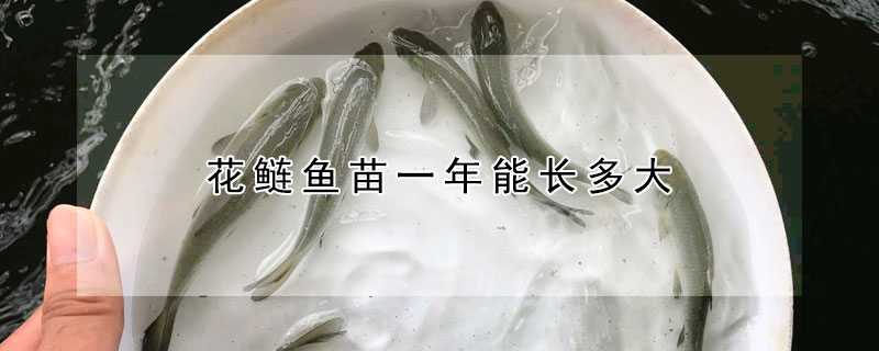 花鰱魚(yú)苗一年能長(zhǎng)多大