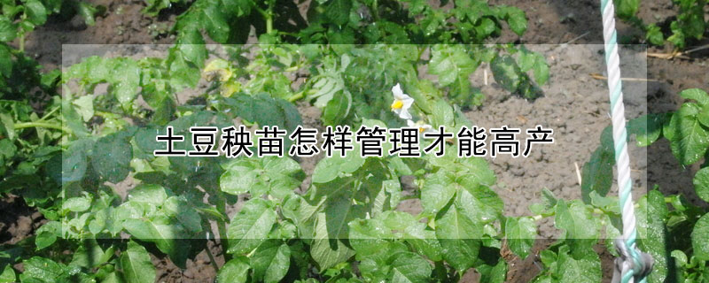 土豆秧苗怎樣管理才能高產(chǎn)