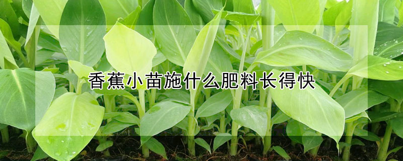 香蕉小苗施什么肥料長(zhǎng)得快