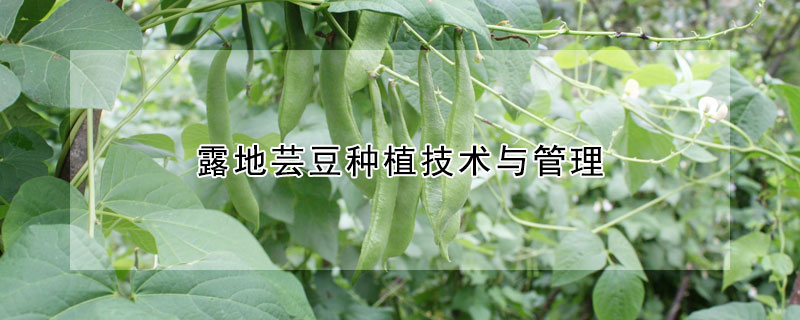 露地蕓豆種植技術(shù)與管理