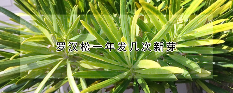 羅漢松一年發幾次新芽