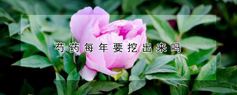 芍藥每年要挖出來嗎