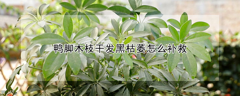 鴨腳木枝干發黑枯萎怎么補救