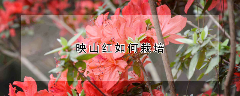 映山紅如何栽培