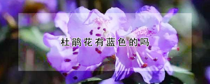 杜鵑花有藍色的嗎