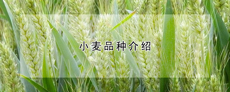 小麥品種介紹